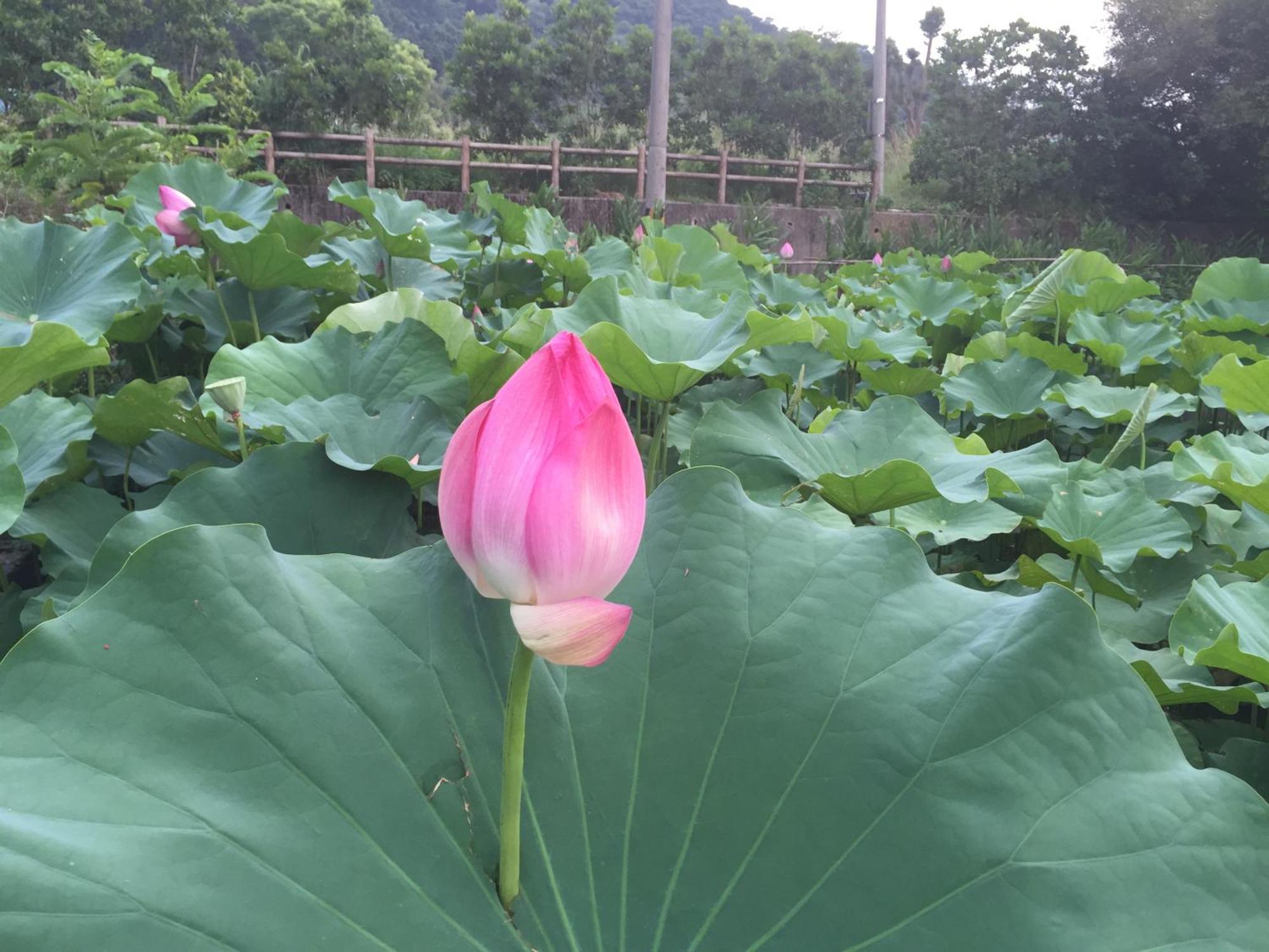 Yu Ho Yuan Lesiure Homestay Nanzhuang Buitenkant foto